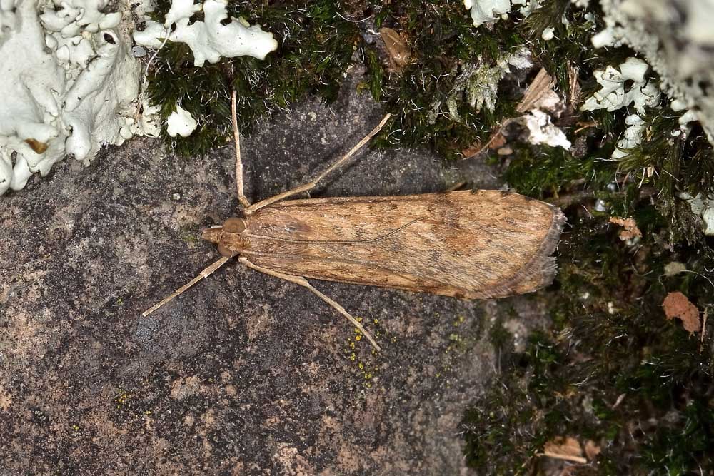 Nomophila noctuella, Crambidae